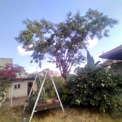 עץ גבוה עם ענפים גזומים בחצר