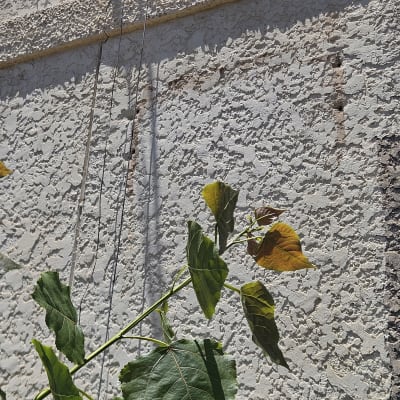 קיר עם עלים ירוקים וצהובים