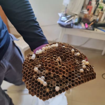 אדם מחזיק קן צרעות עם ביצים לבנות