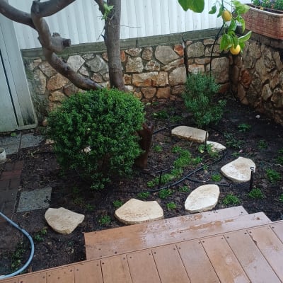 עץ לימון עם פירות, שביל אבנים בגינה