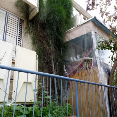 צמחייה עבותה שזקוקה לגיזום ליד חלון בניין