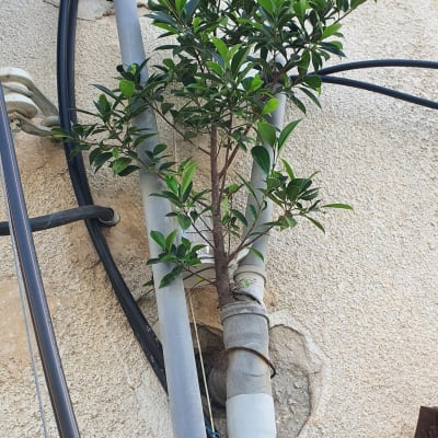 צינור פלסטיק עם צמח צומח מתוכו על קיר חיצוני