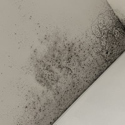 כתמי עובש שחורים על תקרה לבנה בפינה