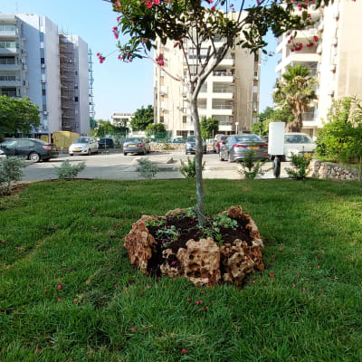 עץ קטן מוקף באבנים על דשא ירוק