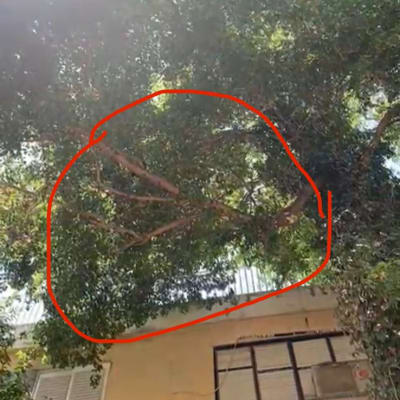 עץ עם ענפים מסומנים לגיזום ליד בניין