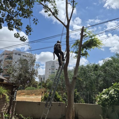 אדם על סולם גוזם עץ בגינה עם שמיים כחולים