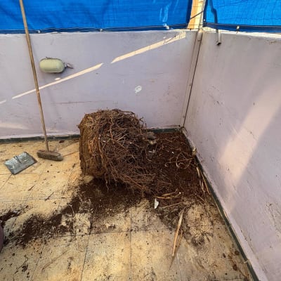 עבודת ניקוי והסרת שורשים במרפסת