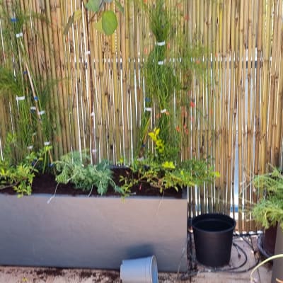 עציצים עם צמחים ושתילים על רקע גדר במבוק