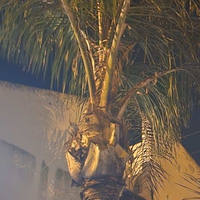 עץ דקל עם ענפים גזומים בחלקו העליון