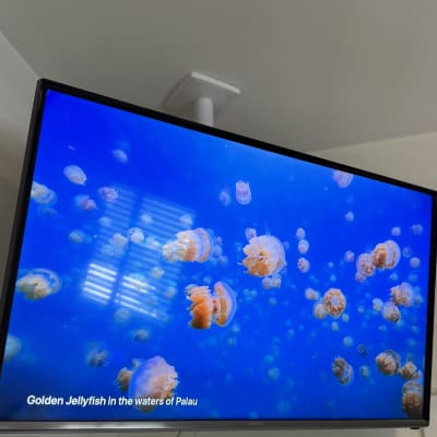 טלוויזיה מציגה מדוזות במים, שקעי חשמל על הקיר