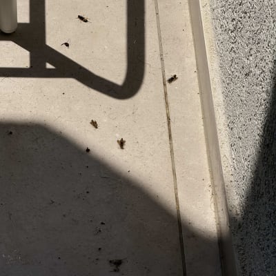 חרקים מתים על רצפה ליד קיר
