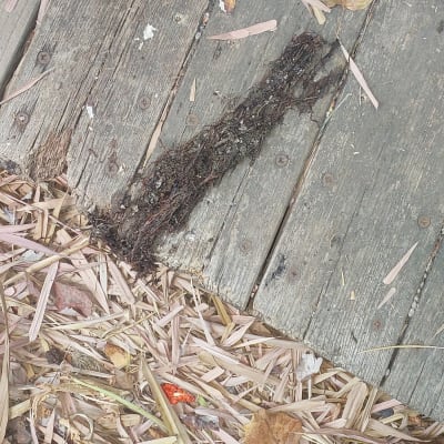 wooden deck with debris and boots visible