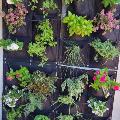 קיר עם עציצים תלויים, צמחים ופרחים צבעוניים