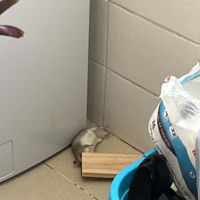 עכבר מת ליד מלכודת עץ בפינת חדר