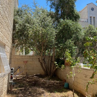 עץ גדול עם כלי גיזום בחצר