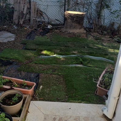 גזע עץ כרות ודשא מלאכותי בגינה