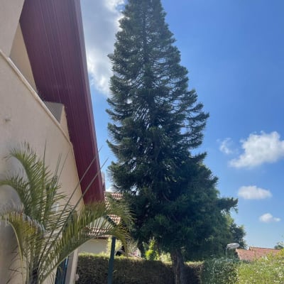 עץ גבוה ליד בית, מתאים לגיזום