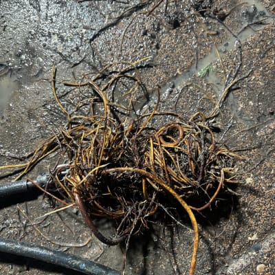 שורשים וקרקע רטובה, קשור לנזילות מים