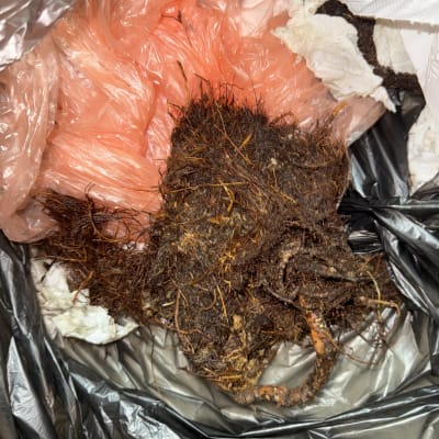 שורשים ופסולת בשקית זבל, קשור לאינסטלציה