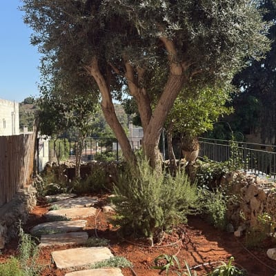 שביל אבנים בגינה עם עצים ושיחים