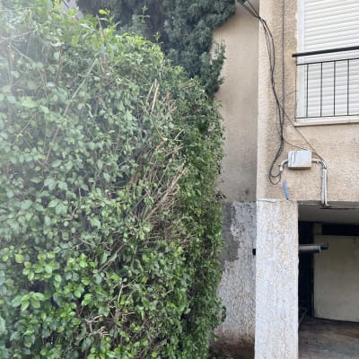 שיח ירוק גזום ליד קיר בניין