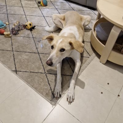 כלב שוכב על שטיח עם צעצועים מסביב