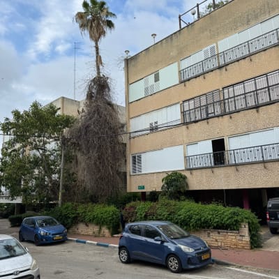 עץ דקל גבוה ליד בניין מגורים עם מכוניות חונות ברחוב