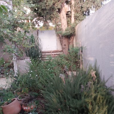 גינה עם עציצים וצמחייה ירוקה