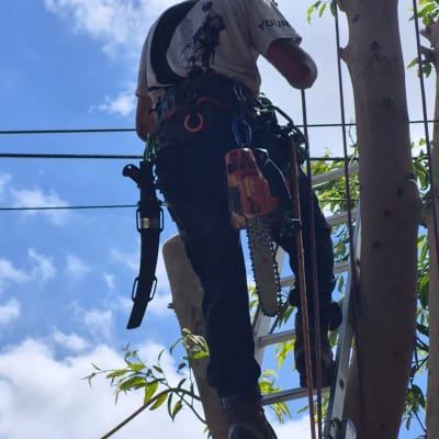 אדם על סולם גוזם עץ עם מסור חשמלי