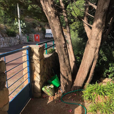 עץ עם ענפים גזומים ודלי ירוק לידו