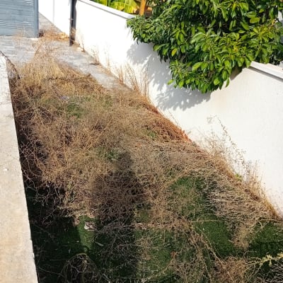 עשבים יבשים ליד גדר עם צמחייה ירוקה