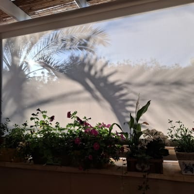 צל של עץ דקל על סוכך בד בהיר