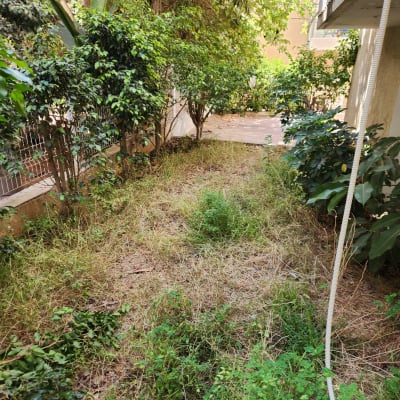 שיחים ועשבים בגינה קטנה עם צמחייה ירוקה