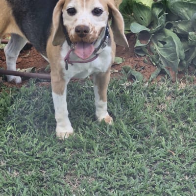 כלב חום עם קולר עומד על דשא ירוק