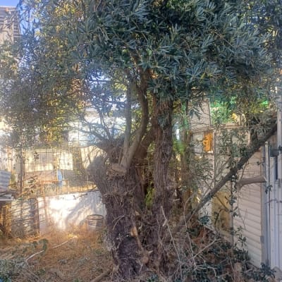 עץ זית בוגר בחצר לאחר עבודת גיזום ענפים