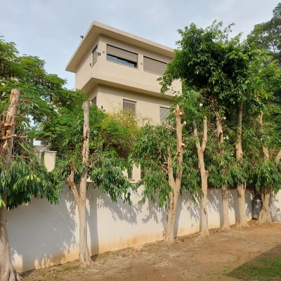 עצים גזומים ליד קיר לבן, ענפים חתוכים