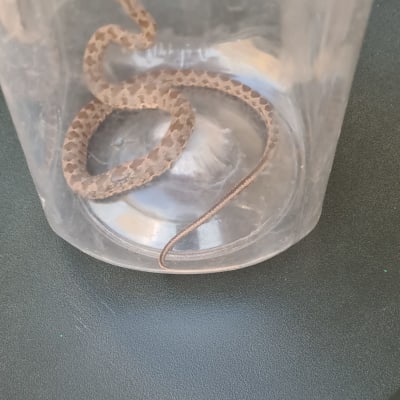 נחש קטן בתוך מיכל פלסטיק שקוף עם חורים