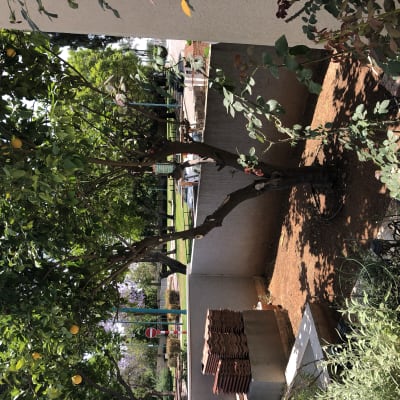 עץ לימון עם פירות, ערוגת אדמה, צינור השקיה