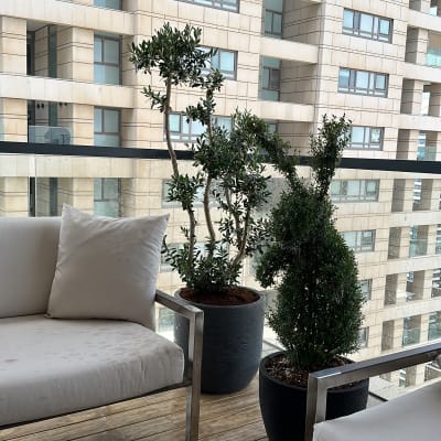 עציצים עם צמחים ירוקים במרפסת