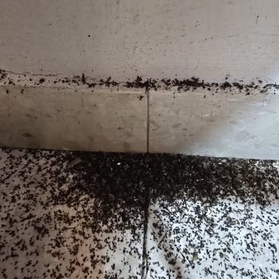 תמונה של קיר ורצפה עם סימני חרקים רבים