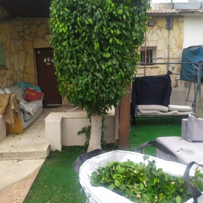 עץ גזום ושקית עם עלים גזומים בגינה