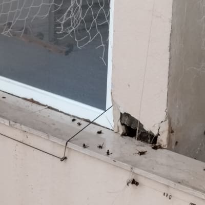 חרקים מתים על אדן חלון ליד חור בקיר