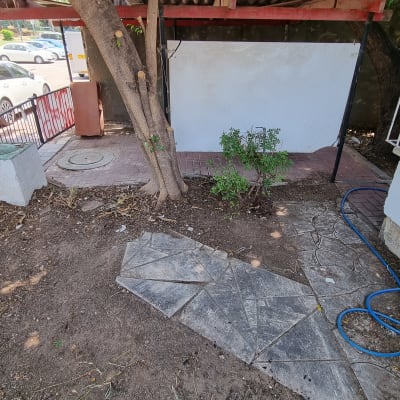 שיח ירוק ליד שביל אבן בגינה