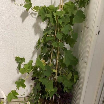 צמח מטפס בעציץ עם מקלות תמיכה