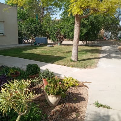 עציצים עם צמחים שונים בגינה על שביל בטון