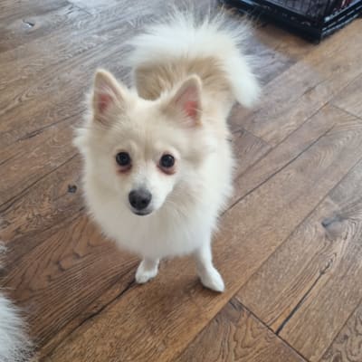 כלב קטן ליד כלוב אימון על רצפת עץ