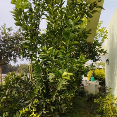 עצים ושיחים בגינה עם שביל צר