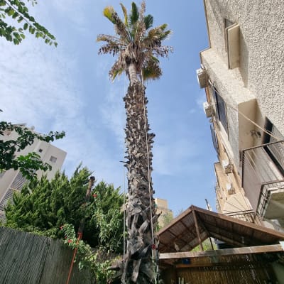 עץ דקל גבוה עם חבל לטיפוס לגיזום