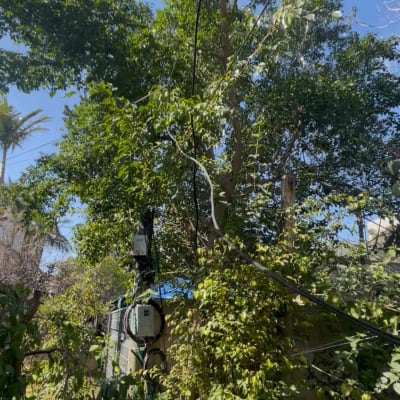 עצים וצמחייה עם כבלים חשמליים ברקע