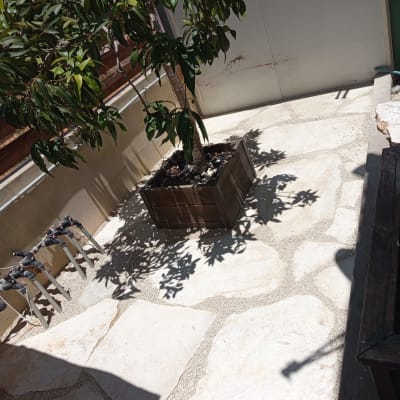 עץ בעציץ על מרפסת עם אבנים